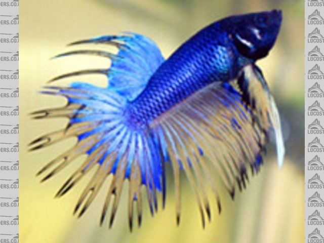 Betta Splendens